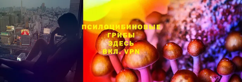 Галлюциногенные грибы Cubensis  Полярные Зори 